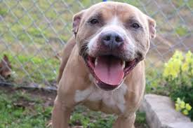 American Staffordshire Bull Terrier Black And White Patrick Id A223545 R N R Ni Am A Neutered Male Fawn And White American Staffordshire Te American Staffordshire Bull Terrier Dog Status Staffordshire Terrier
