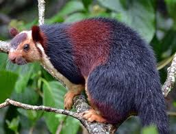 Rare Animals Found Only In India Rare And Endangered Species In India