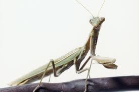 keeping and caring for a praying mantis as a pet