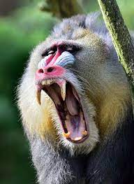Angry Mandrill Mandrill Baboon Monkey Art