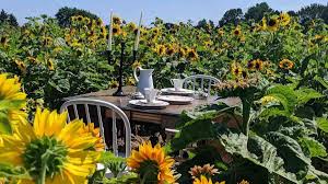 Fabulous flowers and gifts proudly serves rochester and the surrounding areas. Sunflowers 5 Fabulous Fields Around Rochester Day Trips Around Rochester Ny