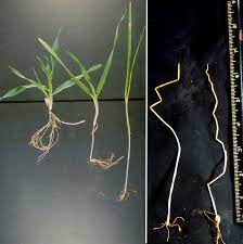 Monitoring Sowing Depth Agriculture And Food