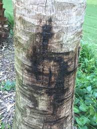 If you are planning on adding trees to your texas property, it is important that you do your research on the most common tree fungus texas residents deal with and how to manage them. Trees And Shrubs Forum Texas Sable Palm Black Spots On Trunk Garden Org