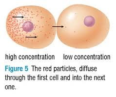 Inside the cytoplasm are enzymes which speed up these reactions. Diffusion Sg Biology Investigating Cells
