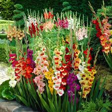 Image result for Gladiolus hollandii