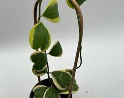 Image result for Corallocarpus welwitschii