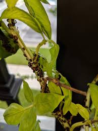 We did not find results for: Potted Basil Plant With Some Type Of Infestation And Ants Lots Of Ants Plantclinic