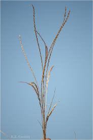 Image result for Tripogon