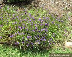 Image result for Monopsis