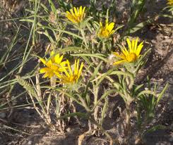 Image result for Hirpicium gazanioides