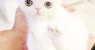 Pufulici.ro te scuteste de efortul de a cauta un nume animalutului tau. Pisici Vedete Archives Super Pisi