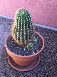 Elimination tattoo sneak peek | ink master: Someone Posted Their Phallic Cactus The Other Day Inspired Me To Share Mine Gardening Garden Diy Home Flowers Roses Cactus Cactus Plants Horticulture