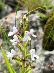 Image result for Disa saxicola