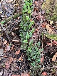 Image result for Trichomanes crispiforme