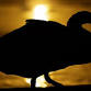 Beginners Wildlife Photography Workshop event image