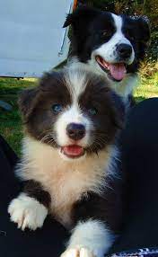 Pin By Je Ju On Border Collies Collie Puppies Collie Dog Border Collie Puppies