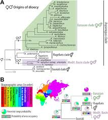 Image result for Asparagus flavicaulis