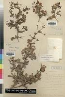 Image result for Terminalia randii