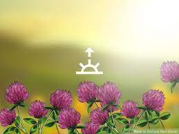 Pin On Wild Foraging