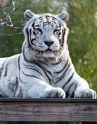 An ambitious indian driver uses his wit and cunning to escape from poverty and rise to the top. Luther The Franklin Park Zoo S Incredible White Tiger Dies Wbur News