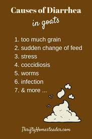 Provides suggestions for easing the symptoms of diarrhea in adults and children. Diarrhea In Goats The Thrifty Homesteader