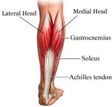 It crosses only the ankle and is largely comprised of type one slow twitch muscle fibers. Vertex Fitness Muscle And Function The Gastrocnemius