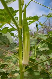 For a good fall crop, plant at least 3 months before the first fall frost. How Big Does Okra Get Greenupside