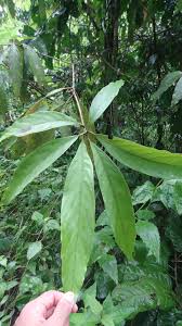 Image result for Actinodaphne