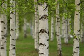 Paper birch is named for the tree's thin white bark, which often peels in paper like layers from the trunk. Birch Trees Bark Gardening Essay The Old Farmer S Almanac