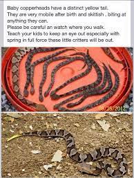 Baby Copperhead Snakes Survival Survival Food Survival Gear