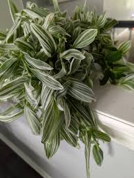 Image result for Clutia robusta