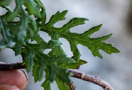 Image result for Senecio aetfatensis