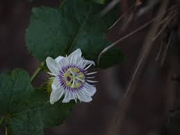 Image result for Passifloraceae