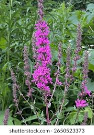 Image result for Lythraceae