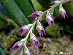 Image result for Bulbophyllum josephi
