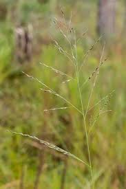 Image result for Eragrostis divaricata