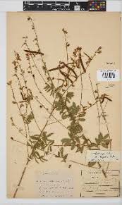 Image result for Tephrosia polystachya