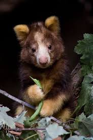 Tree Kangaroo Baby Portrait By Evan Animals Cute Animals Weird Animals Rare Animals