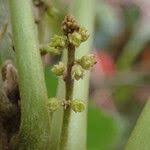 Image result for Brucea antidysenterica