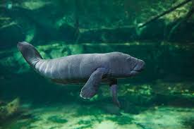 The manatee's mom is not raising her, but zookeepers are stepping in to. West Indian Manatee Baby Beauval Zoo France Captive Photograph By Eric Baccega Naturepl Com