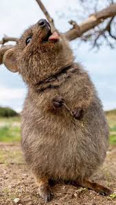 Quokka Cute Animals Animals Cuddly Animals