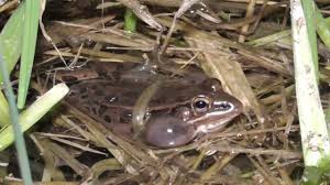 Image result for Leptochloa obtusiflora