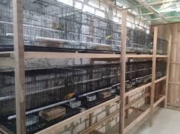 Nikmati juga pengalaman menyenangkan & lebih hemat untuk berbelanja kandang koloni lovebird dengan bebas ongkir hingga fitur cicilan 0. Peluang Bisnis Dan Analisis Usaha Budidaya Lovebird Modal Kecil
