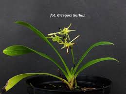 Image result for Angraecum calceolus