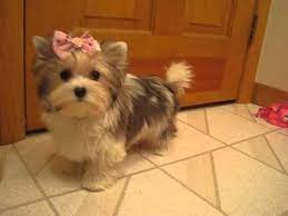 1100 x 755 jpeg 233 кб. 2 Lb Golddust Yorkshire Terrier Twiggy Video By Www Biewersyorkies Com Youtube