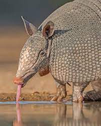 Wildlife Animals Nature On Instagram Photo By Hector Astorga Photography Thirsty Armadillo Texas Wil Animals Beautiful Weird Animals Wildlife Animals