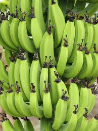Image result for Musa paradisiaca