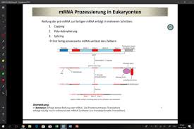 Die prozessierung der rna findet bereits während der transkription statt. Rna Prozessierung Stabilitat Translation Flashcards Quizlet