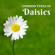 When your flowers arrive, unpack them immediately. Five Common Types Of Daisies Dengarden