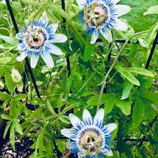 Velg blant mange lignende scener. Passiflora Incarnata Purple Passion Flower Uploaded By Thepoppyqueen